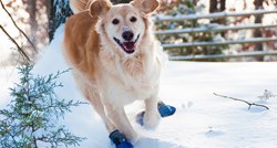 Iako pomažu šapama da ne ozebu, neki psi jednostavno ne vole zimske cipele